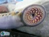 sea-lamprey-mouths-ottawa-credit-t-lawrence-glfc.jpg